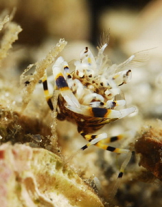 Little bumblebee shrimp by Suzan Meldonian 